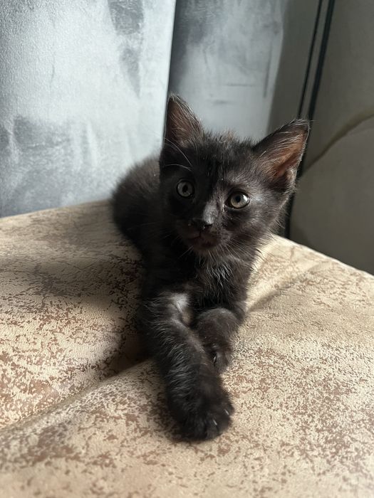 Котенок домашний