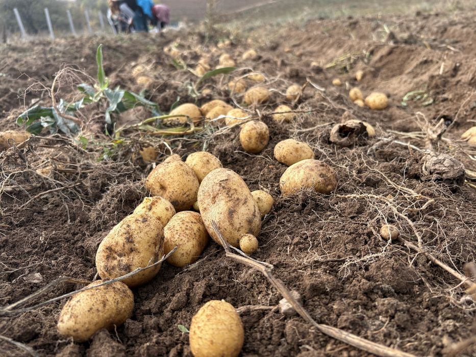 Картофи Сорая от производител