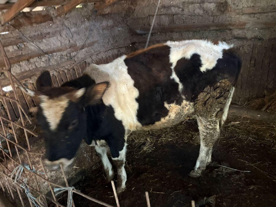 Vand vitea tânără