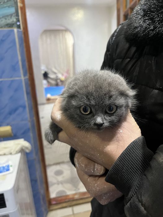 Шотландская вислухая чистокровная