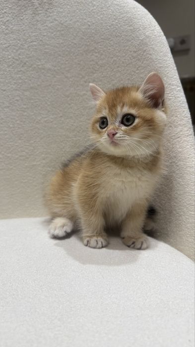 Zolotaya shinshilla ny 12bri, o'g'il bola 2 oylik