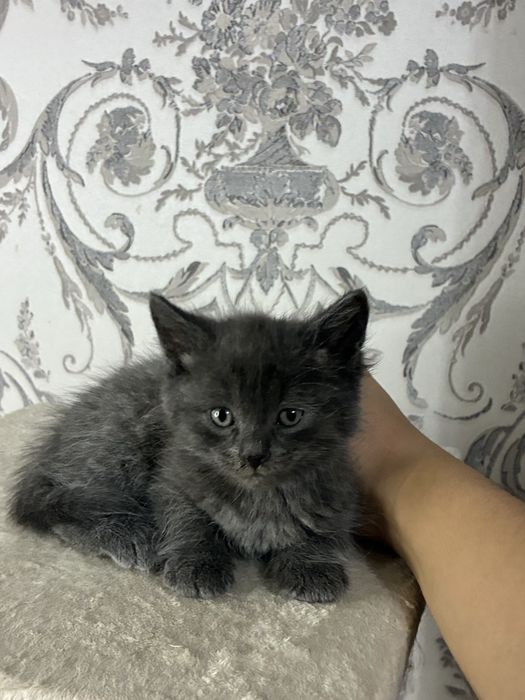 Котенок британский 1,5 месяцав мальчик