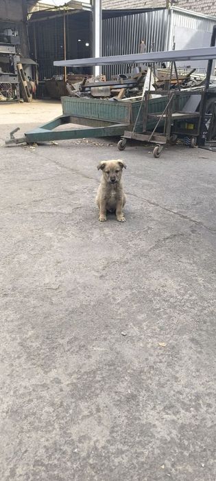 Щенки в хорошие руки