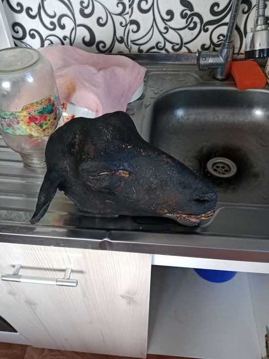 койдын басы, голова барана