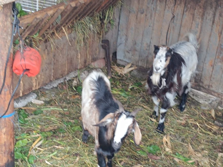 Vând capre și iezi