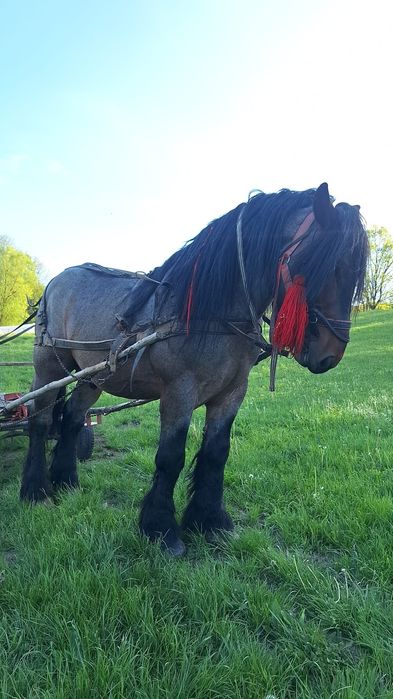 Vând sau schimb armăsar