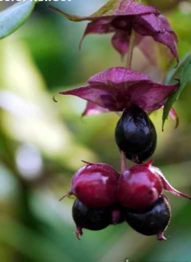 Хималайски храст(Himalayan honeysuckle)