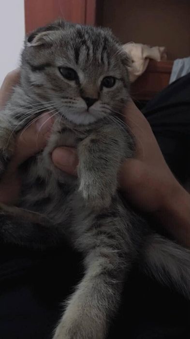 Срочно зотдор мушук сотилади