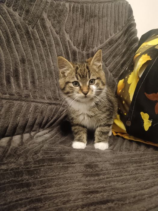 British Brown băiețel