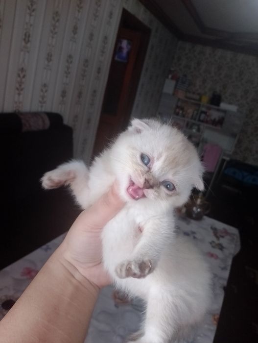 Шотландское вислоуха