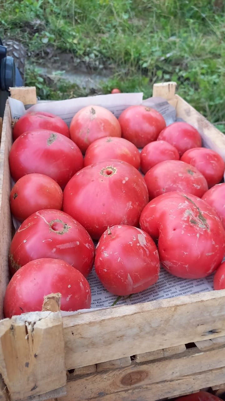 Продаётся рассады помидора