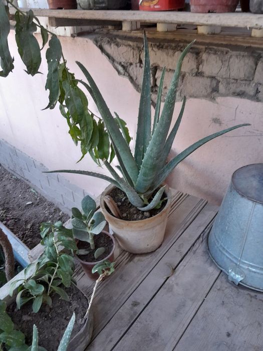 Gullar sotiladi urganchda