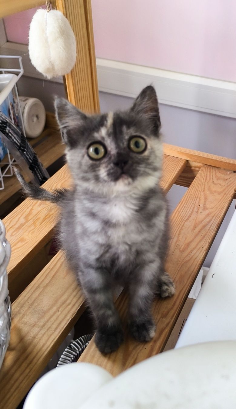 Котёнок, девочка 2 месяца в ответственную семью.