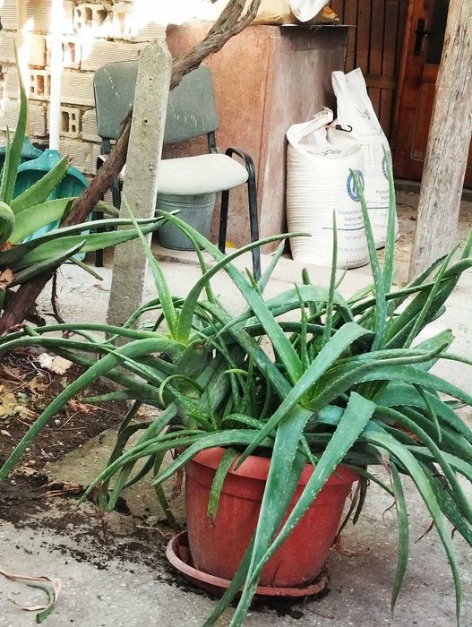 Алое Вера  - бижу от природата