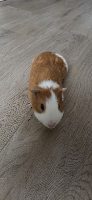 Vând 3 porcuşori de guineea