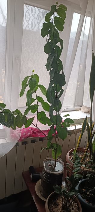 Отдам два лемонных дерева