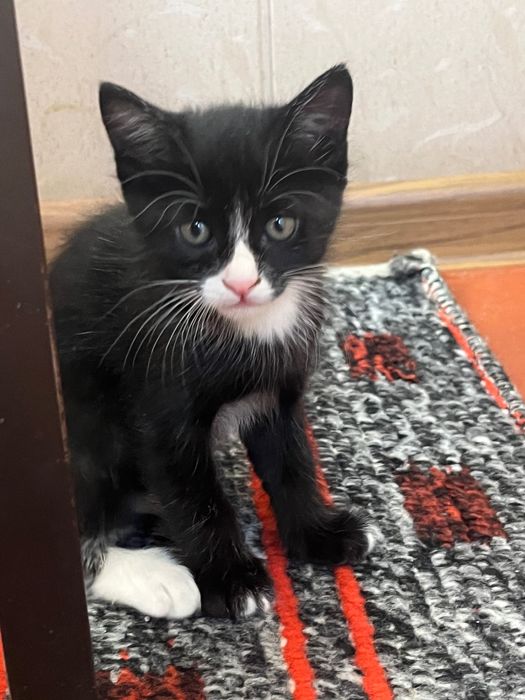 Котенок отдадим в хорошие руки