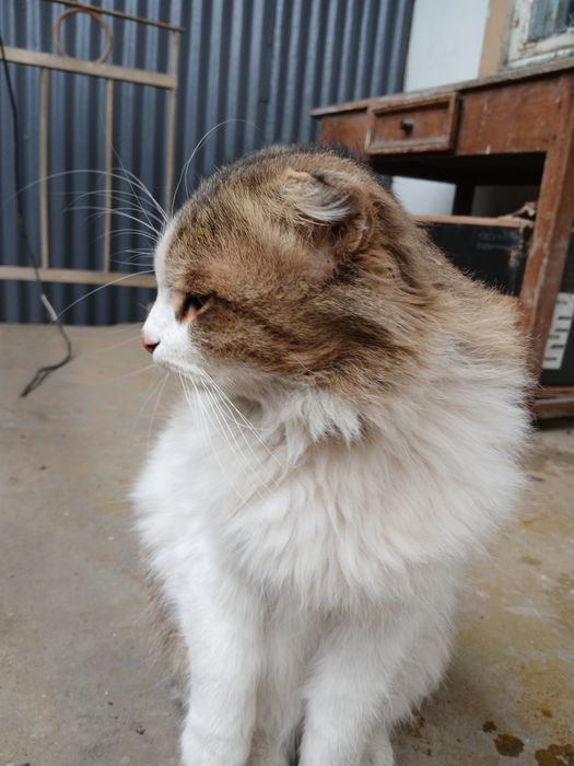 Кот, мальчик Шотландская Вислоухая, длинношерстная порода.