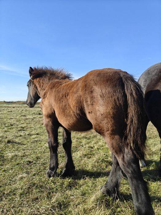 Vând mânzi negri pereche