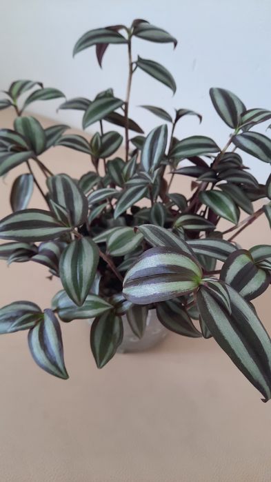 Гул традескация сатылады 2000 тг.