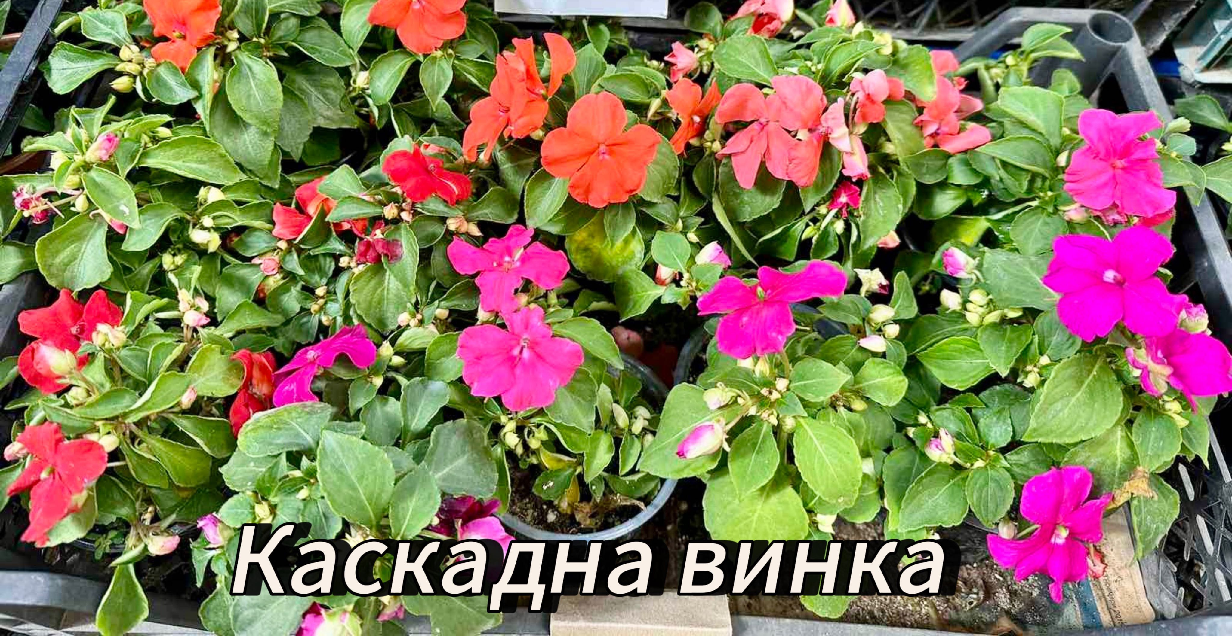 Цветя от производител на едро и дребно