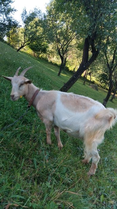 De vânzare două capre de anu trecut