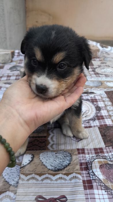 Щенки к заботливым хозяевам