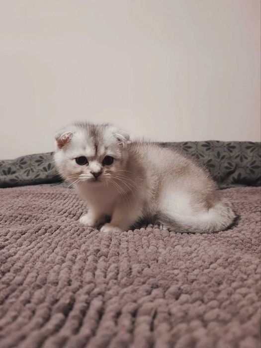 Чистокръвен шотландски клепоух, мъжко