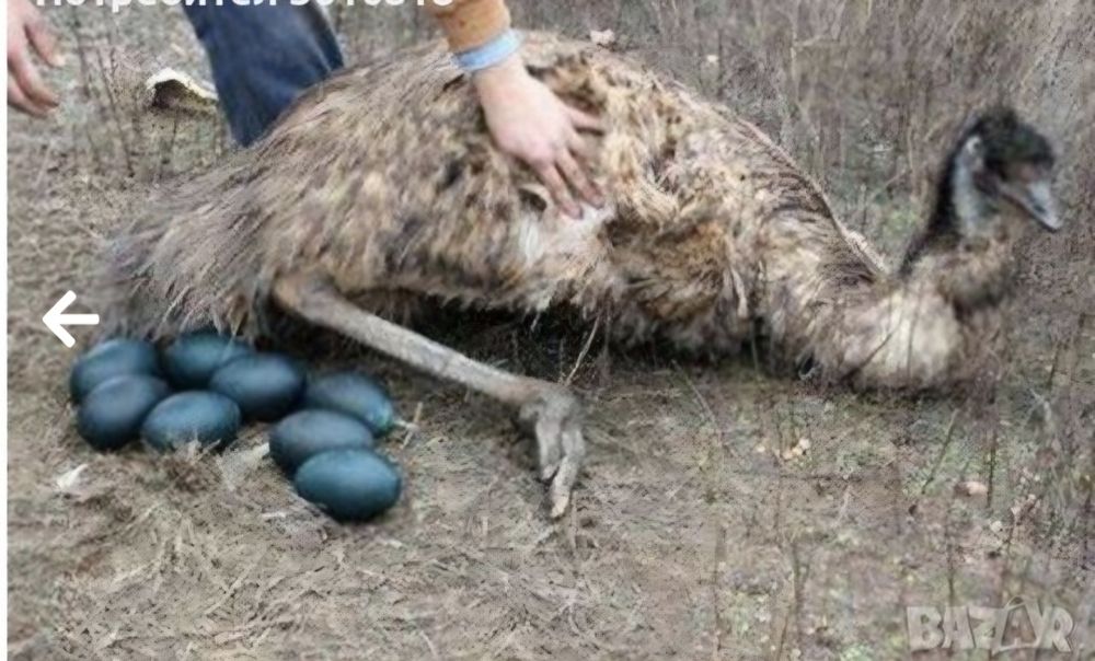 Черупка на яйце от Ему