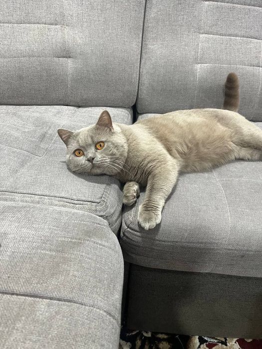 Вязкая британский кот