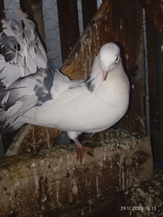 Porumbei de vânzare 50 lei bucata