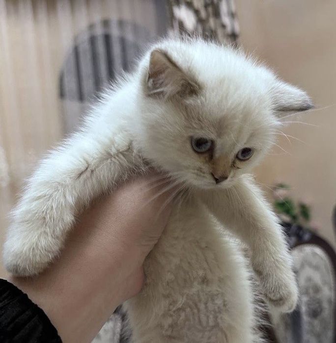 Продаётся породистый котенок девочка шиншилла окрас поинт