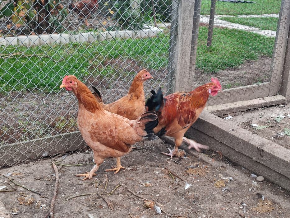 Puicuțe liliput (americane)