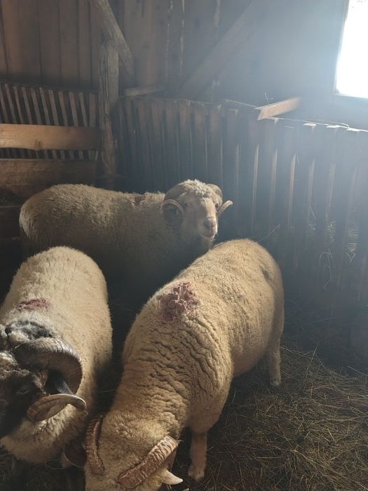 10 oi ,un berbec doi cârlani