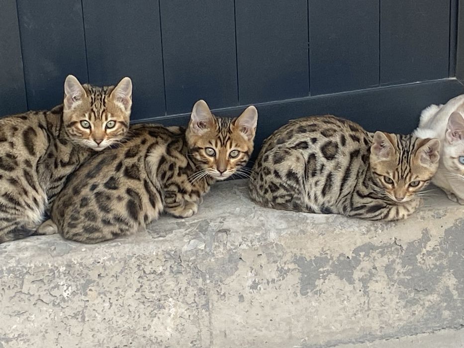 mushuklar sotiladi soglom toza