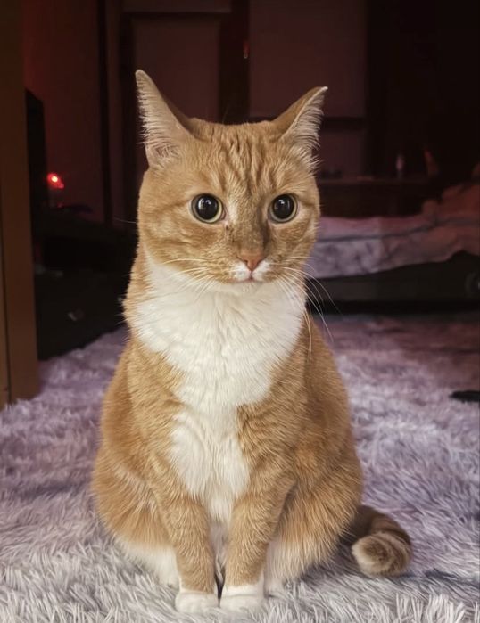 Передержка животных-котов от 1500тг