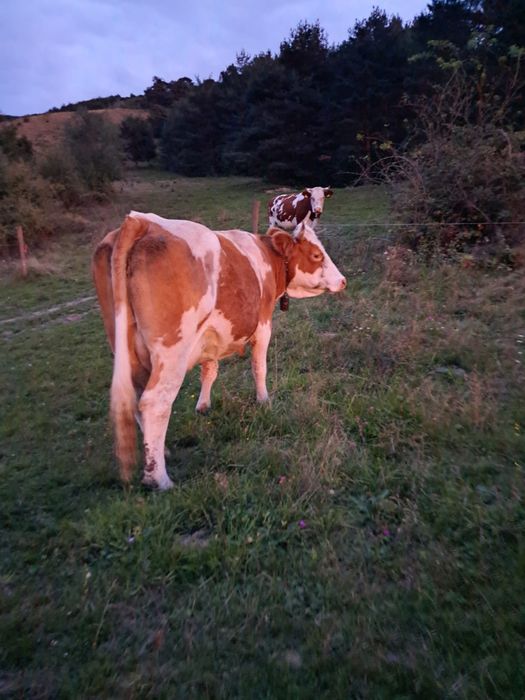 Vacă cu vițea de vînzare