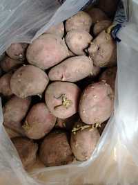 Домашняя картошка на семена