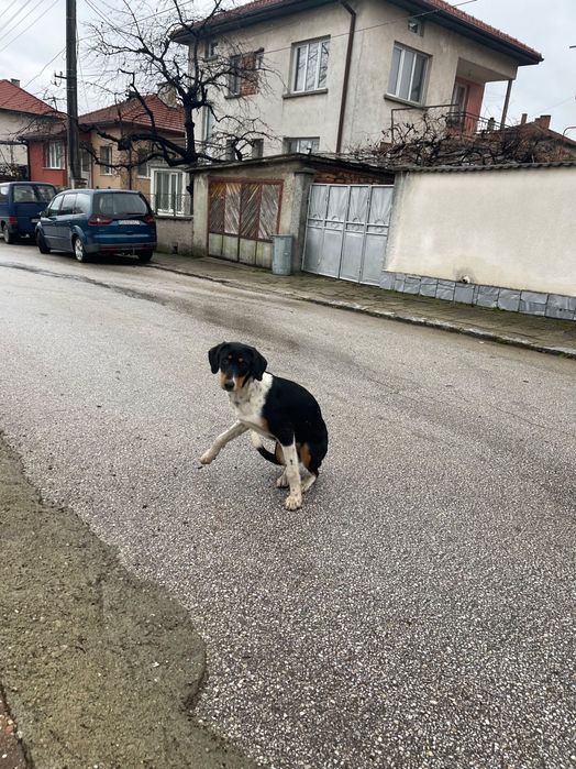 Подаряваме гончета