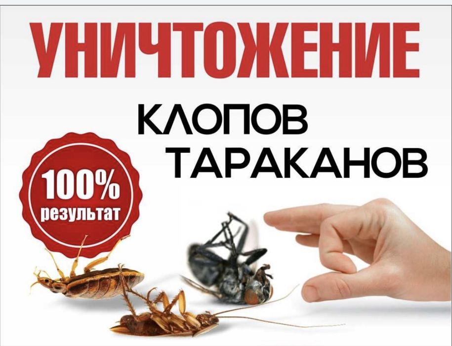 Дезинфекция клопов г.Шымкент и регионы