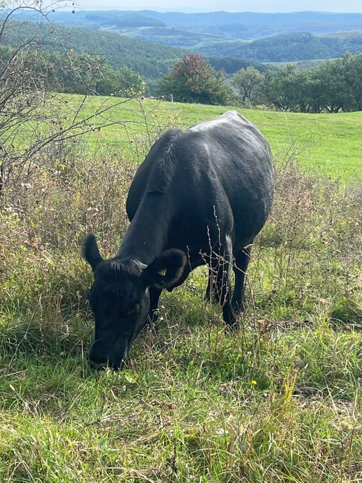 Vand vaci Aberdeen Angus