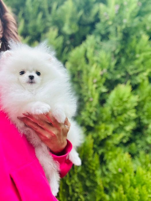 Pomeranian Alb. Superb și mini