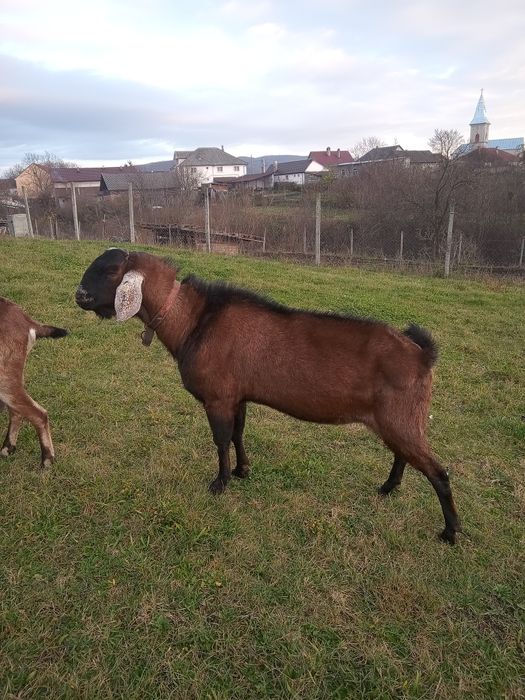 Vând țap Anglo Nubian cu Pedigree
