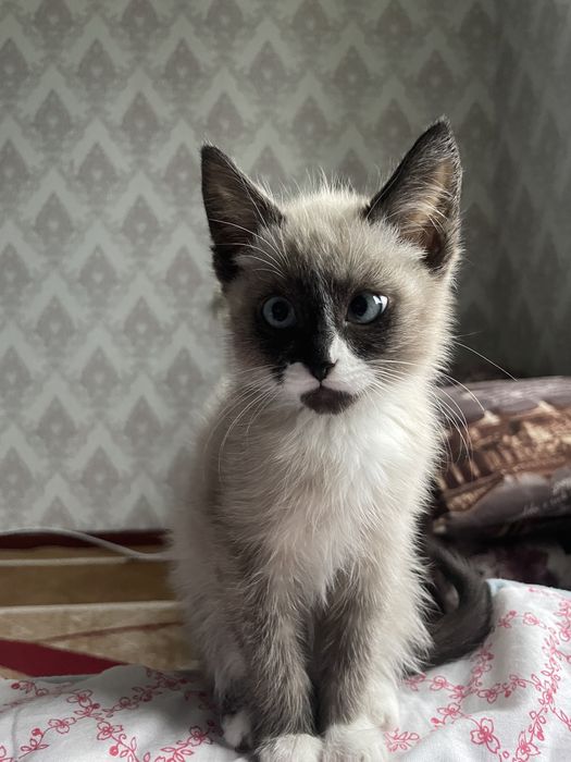 Четырёхмесячные кошка