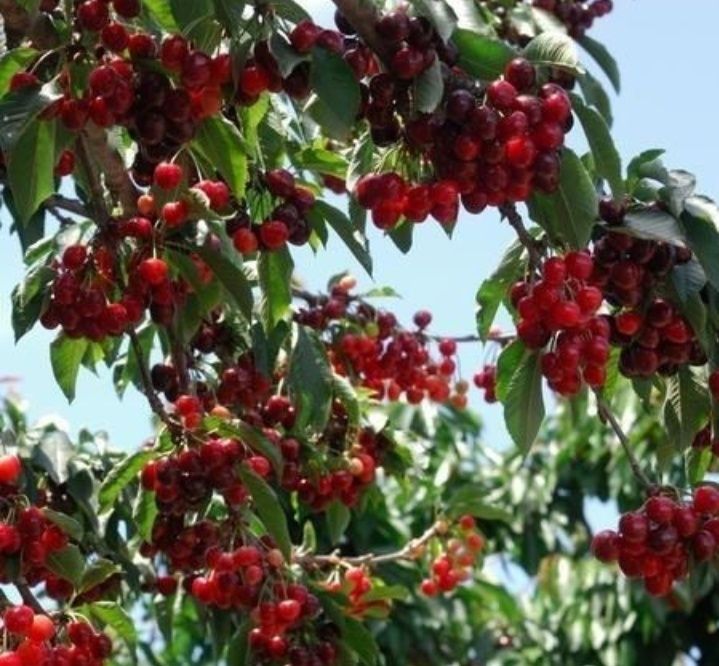 Pomi Fructiferi Pitici Dwarf (Cires)