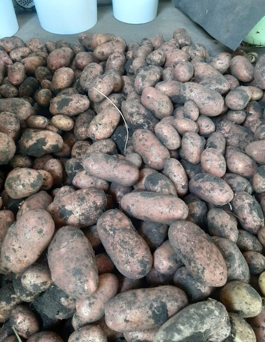 Картофель домашний