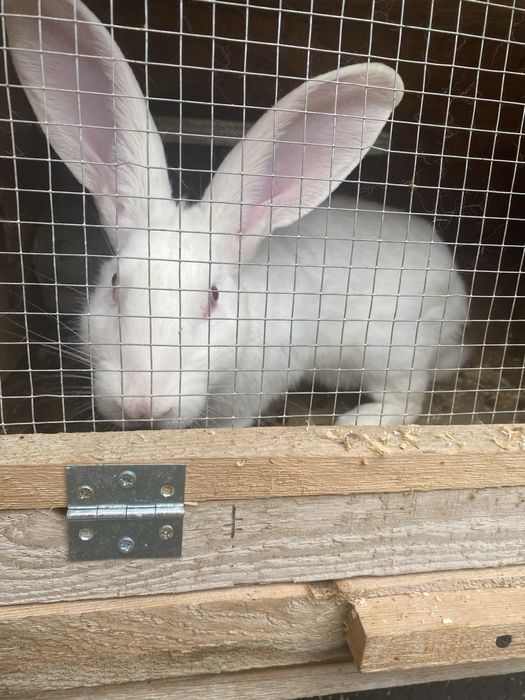Vând 2 iepuri Hycole francezi (5 luni) + cușcă dublă
