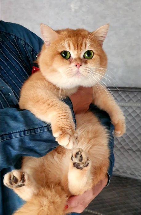 Zolotaya shinshilla ny 12bri, o'g'il bola 2 oylik