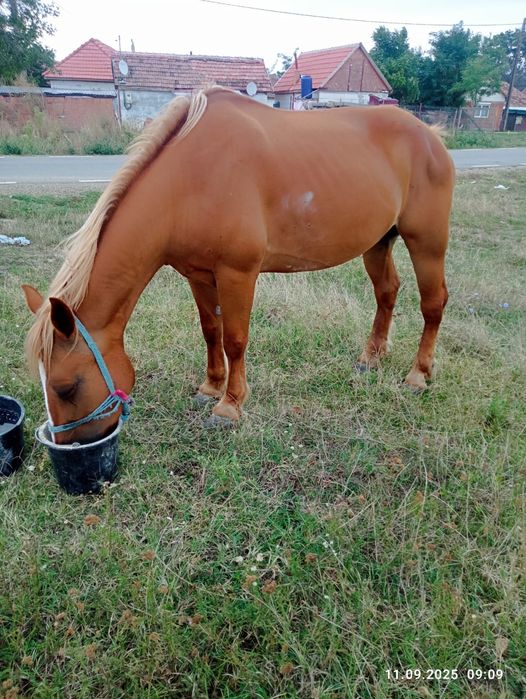 Iapă de vînzare urgent
