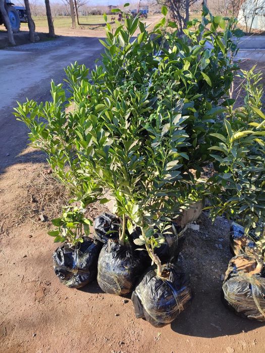 Limon Apilsin Mandarin